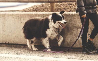 5 cosas que puedes hacer si tu perro tiene miedo en la calle