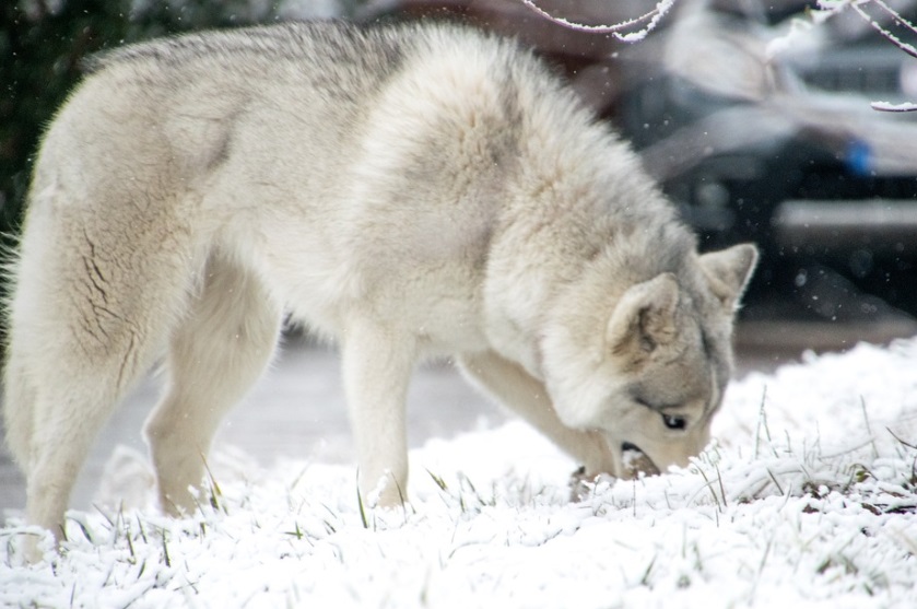 husky gris en la nieve
