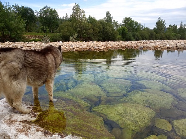 husky en el agua